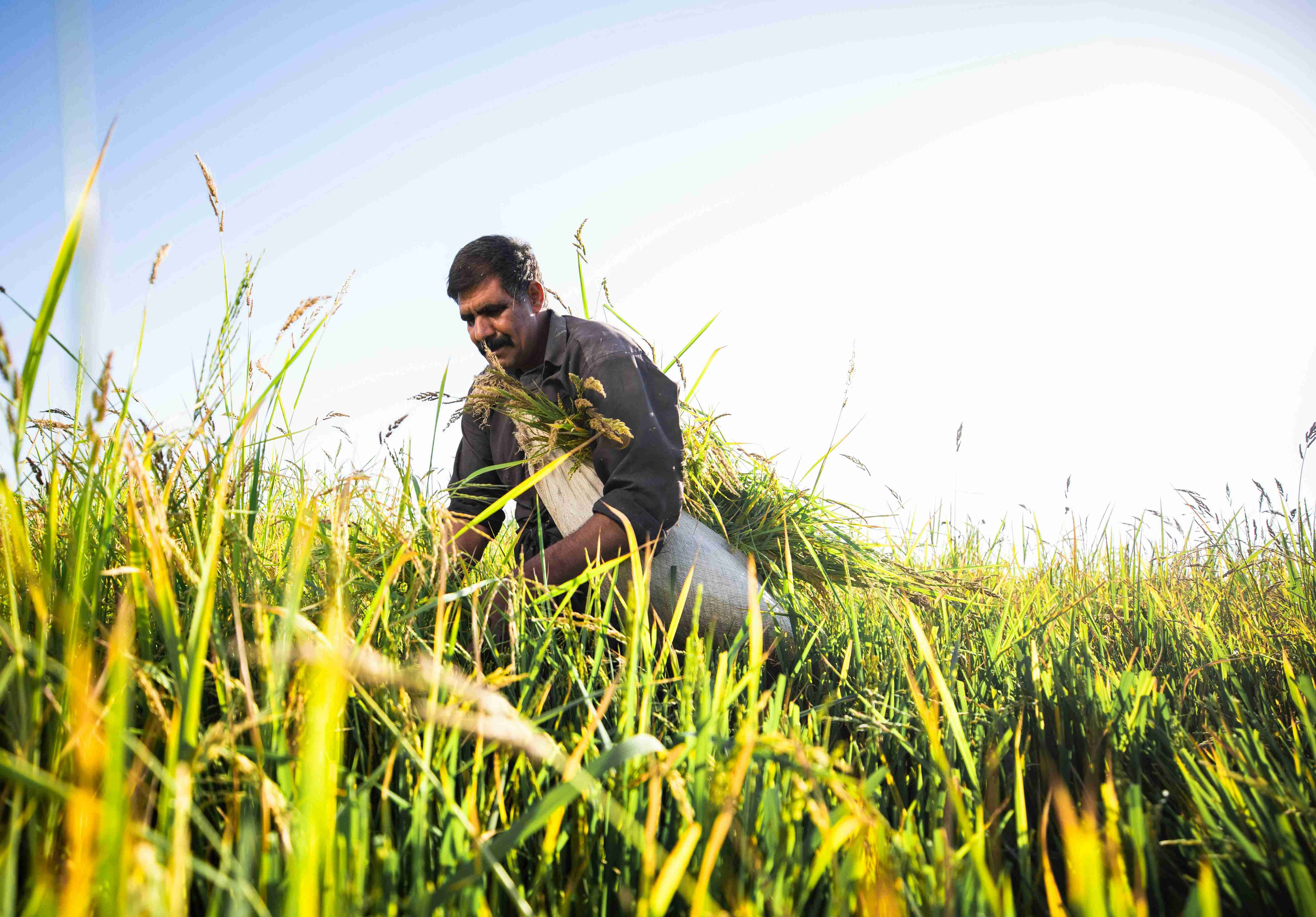 Farmer inspecting crops in a field